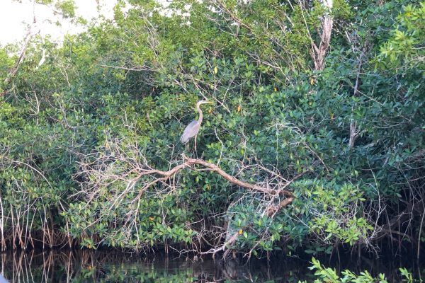 Blue Heron in ENP Blue Heron in ENP