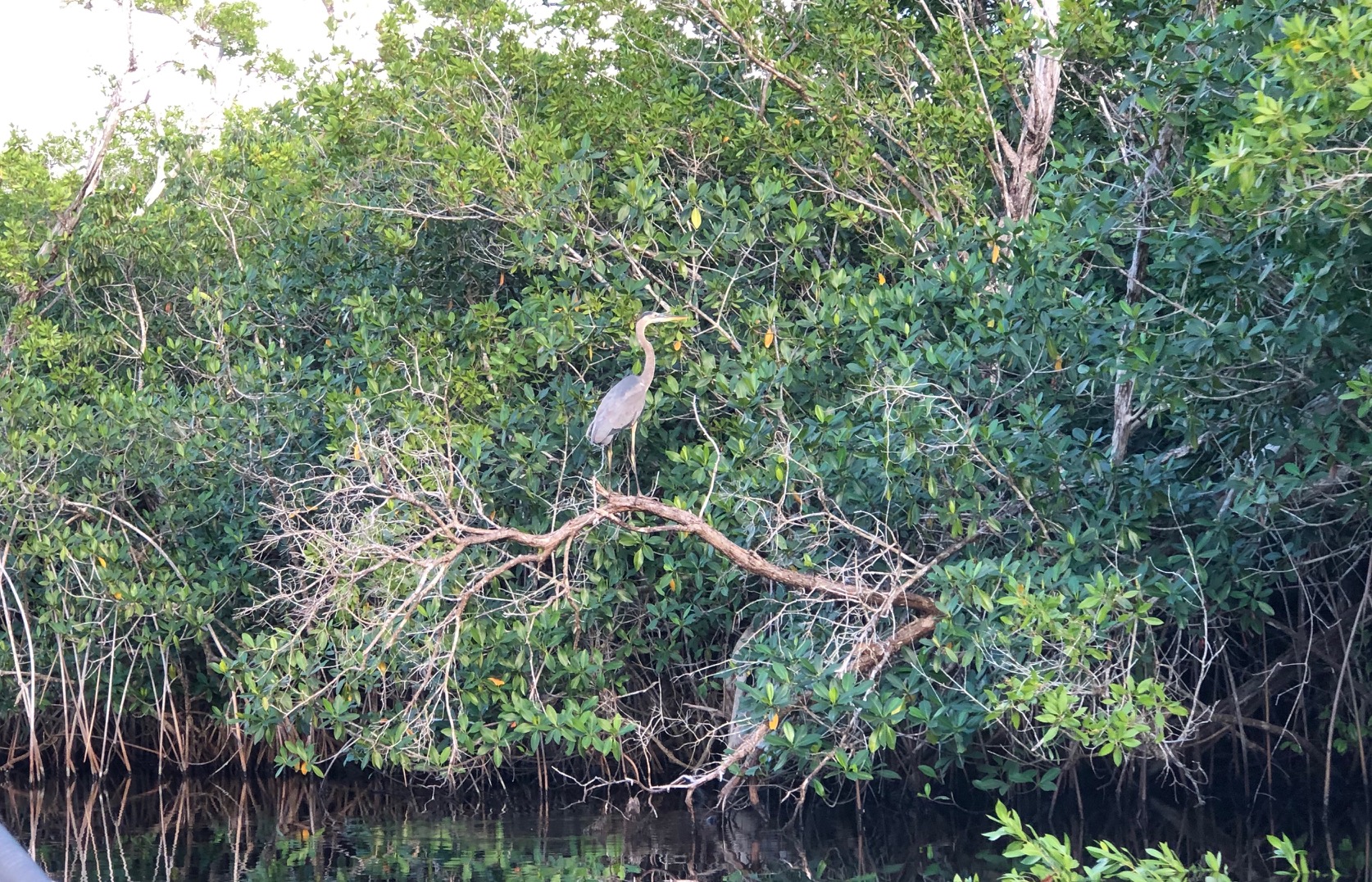 Enjoying the Everglades