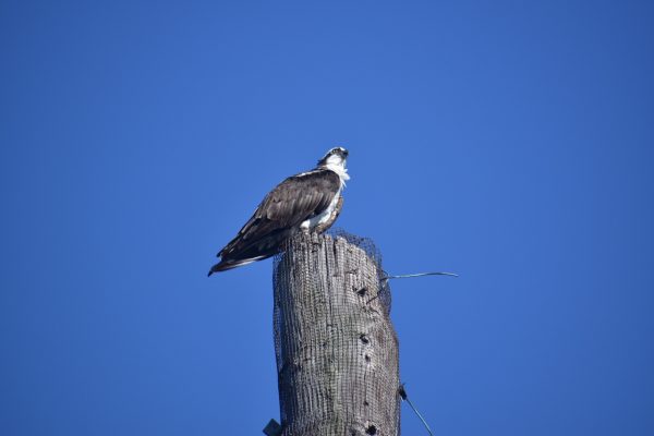 Osprey on utility pole at my house Osprey on utility pole at my house