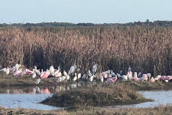 Roseate Spoonbills along the Tamiami Trail Roseate Spoonbills along the Tamiami Trail
