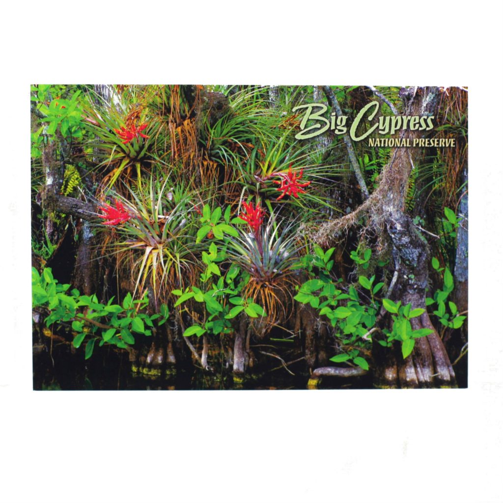 Postcard 4X6- Big Cypress, Cypress Trees