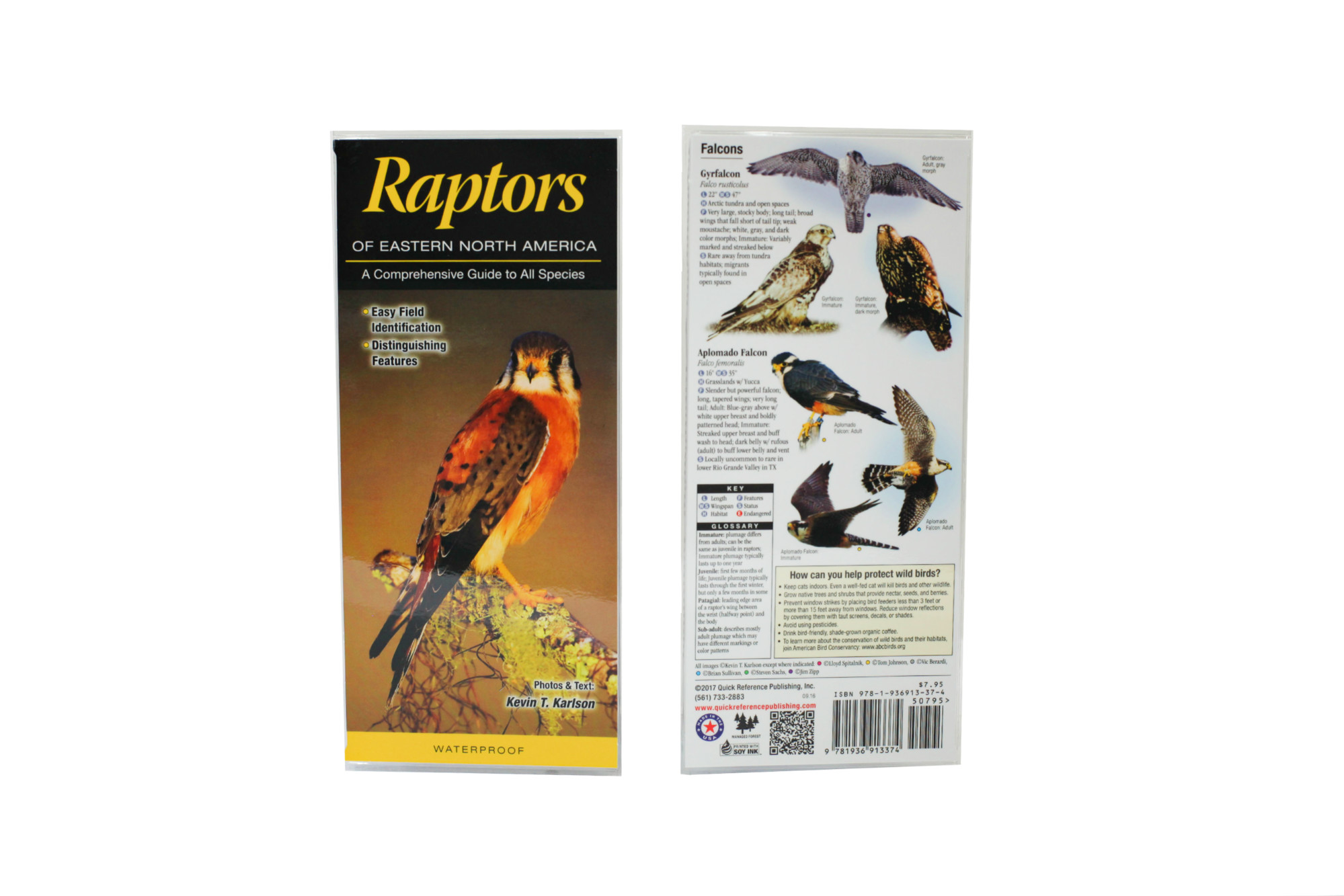 Wp- Raptors of Eastern North America