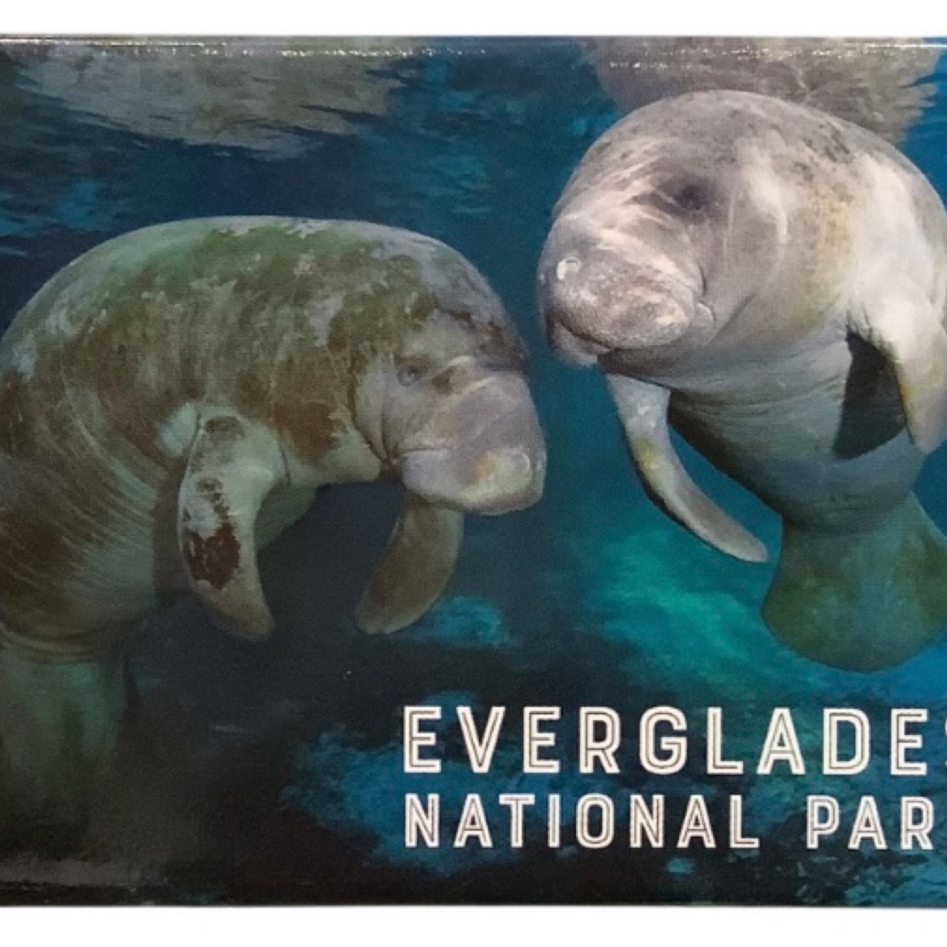 Magnet Badge- Manatee, Everglades