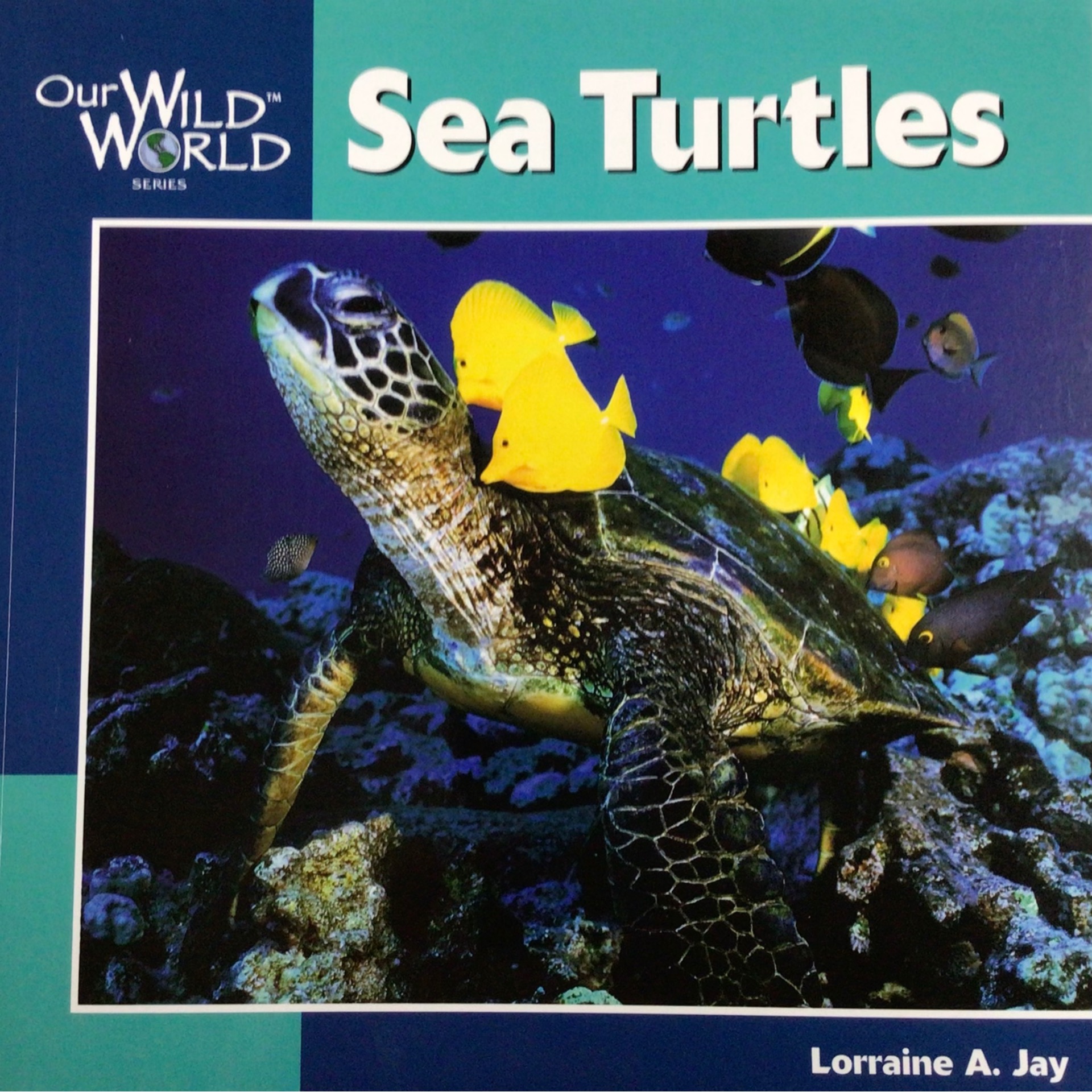 Our Wild World- Sea Turtles