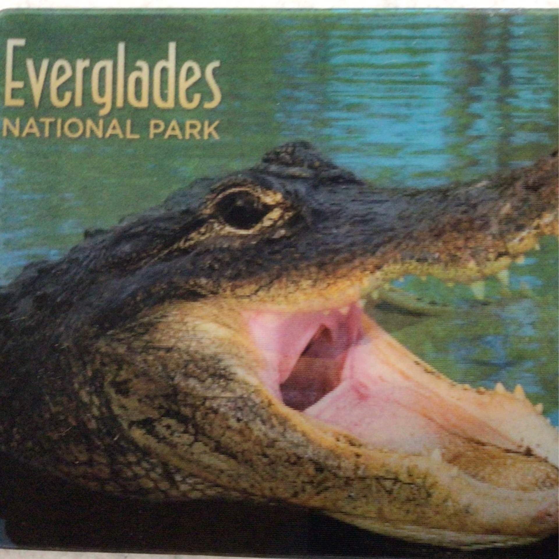 Postcard 4X6- 3D Everglades National Park Alligator