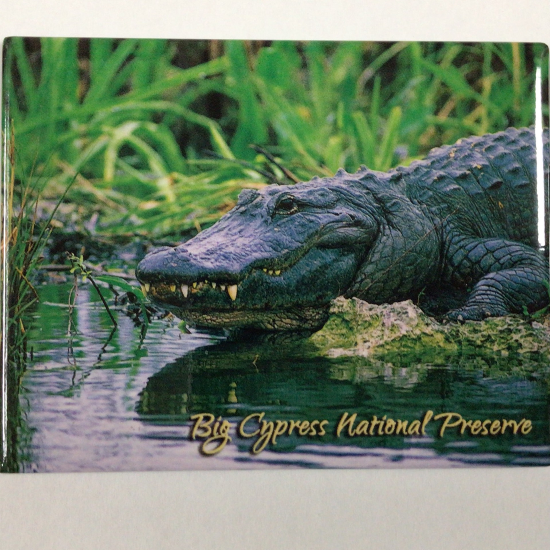 Magnet Badge- American Alligator, Big Cypress