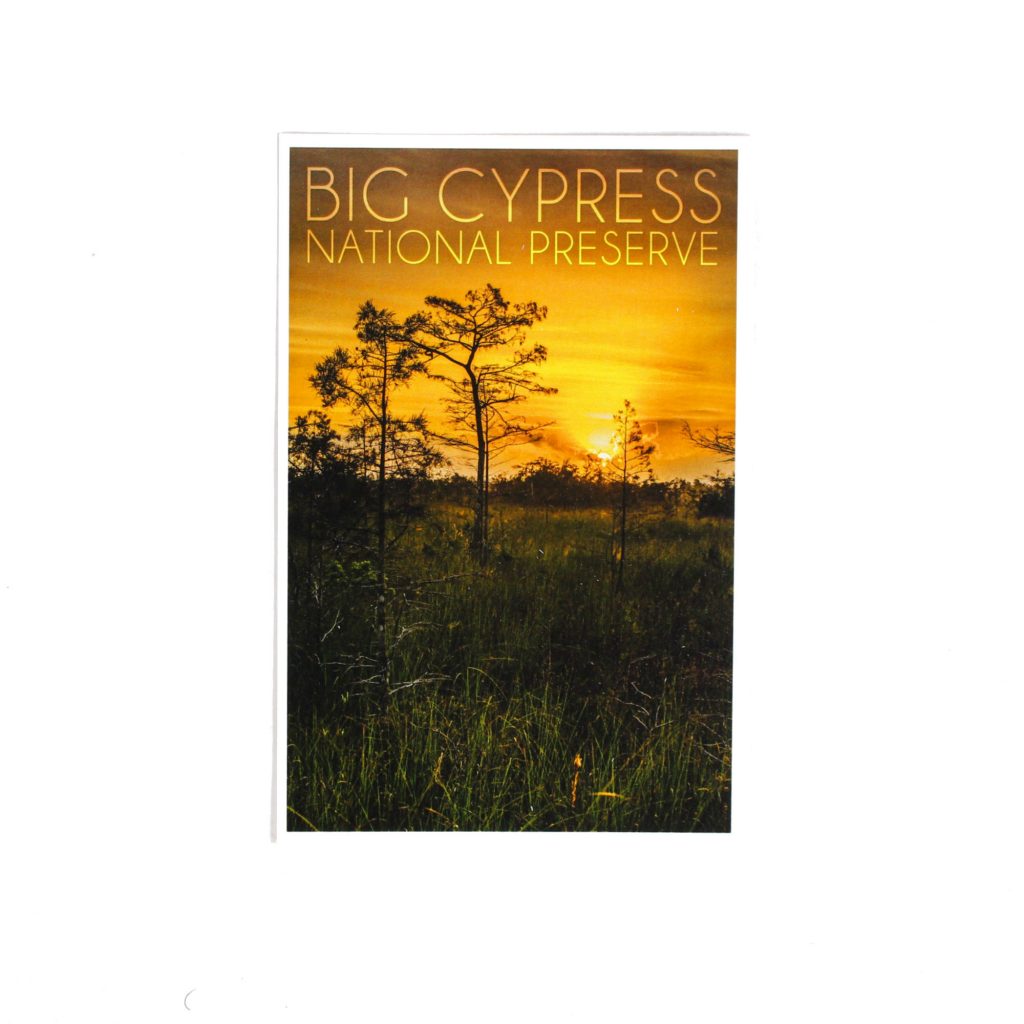Postcard 4X6- Big Cypress Photo Dwarf Cypress Trees in Prairie