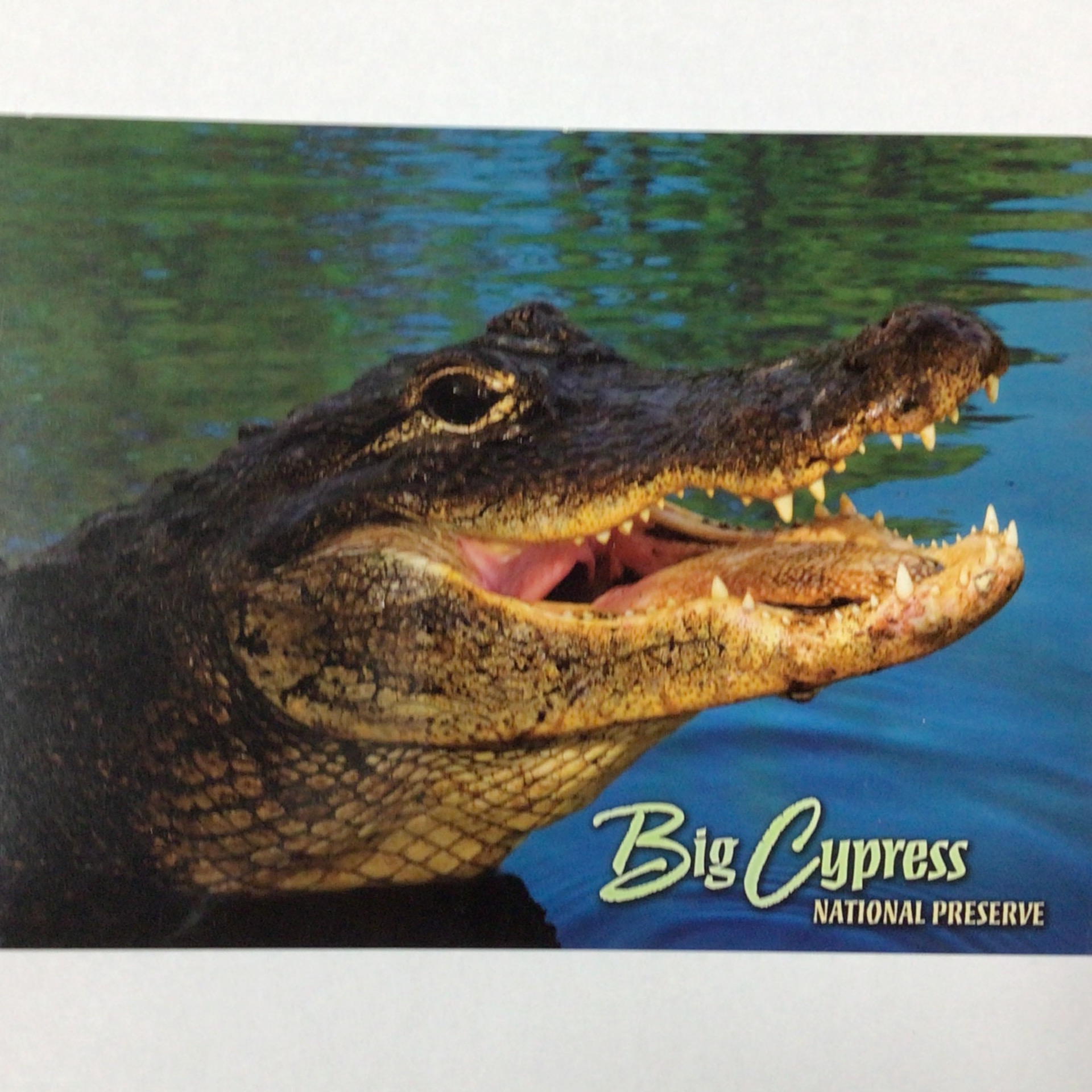 Postcard 4X6- Big Cypress Alligator