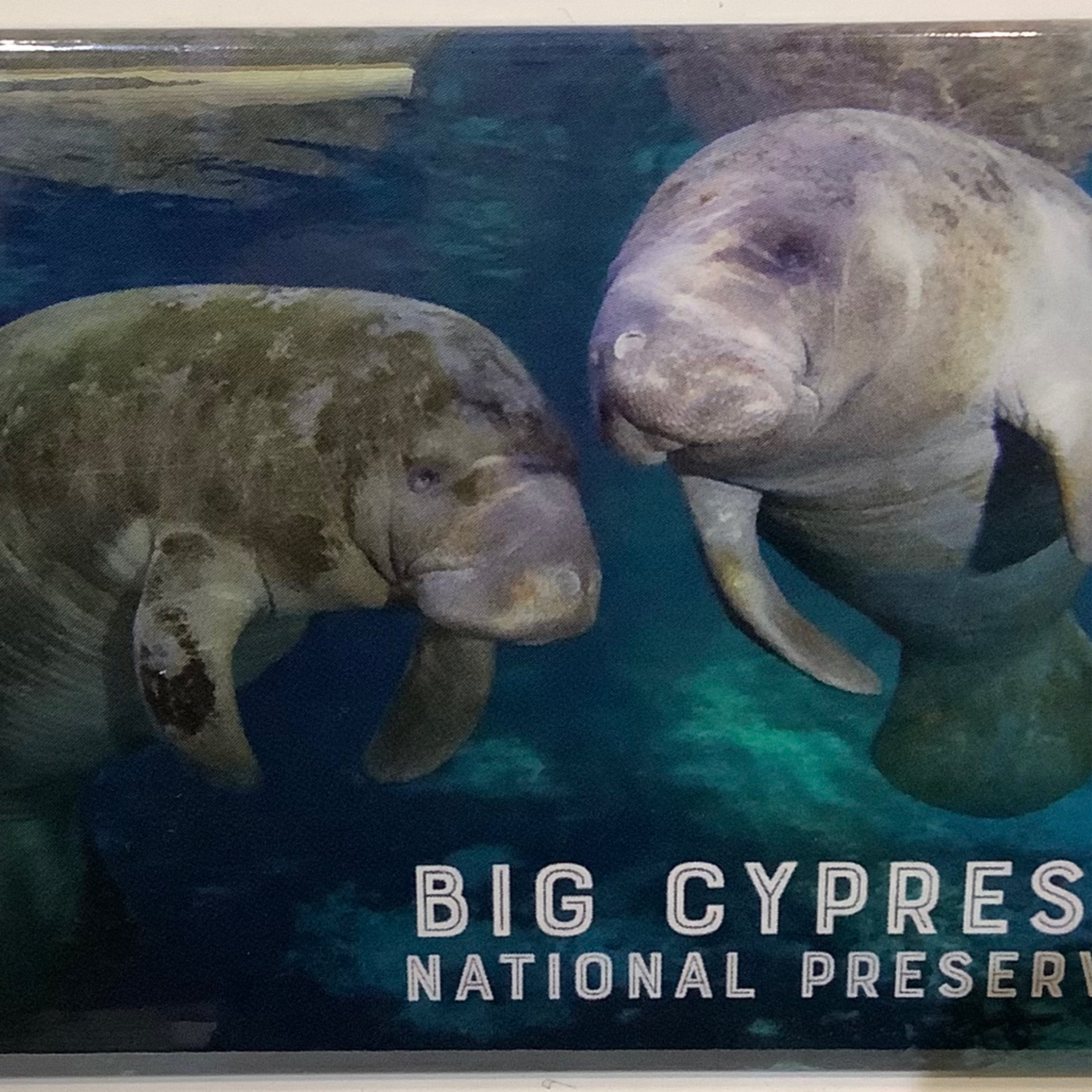 Magnet Badge- Manatee, Big Cypress