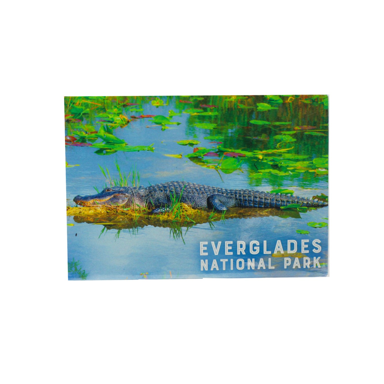 Postcard 4X6- Everglades, Alligator Lily Pad
