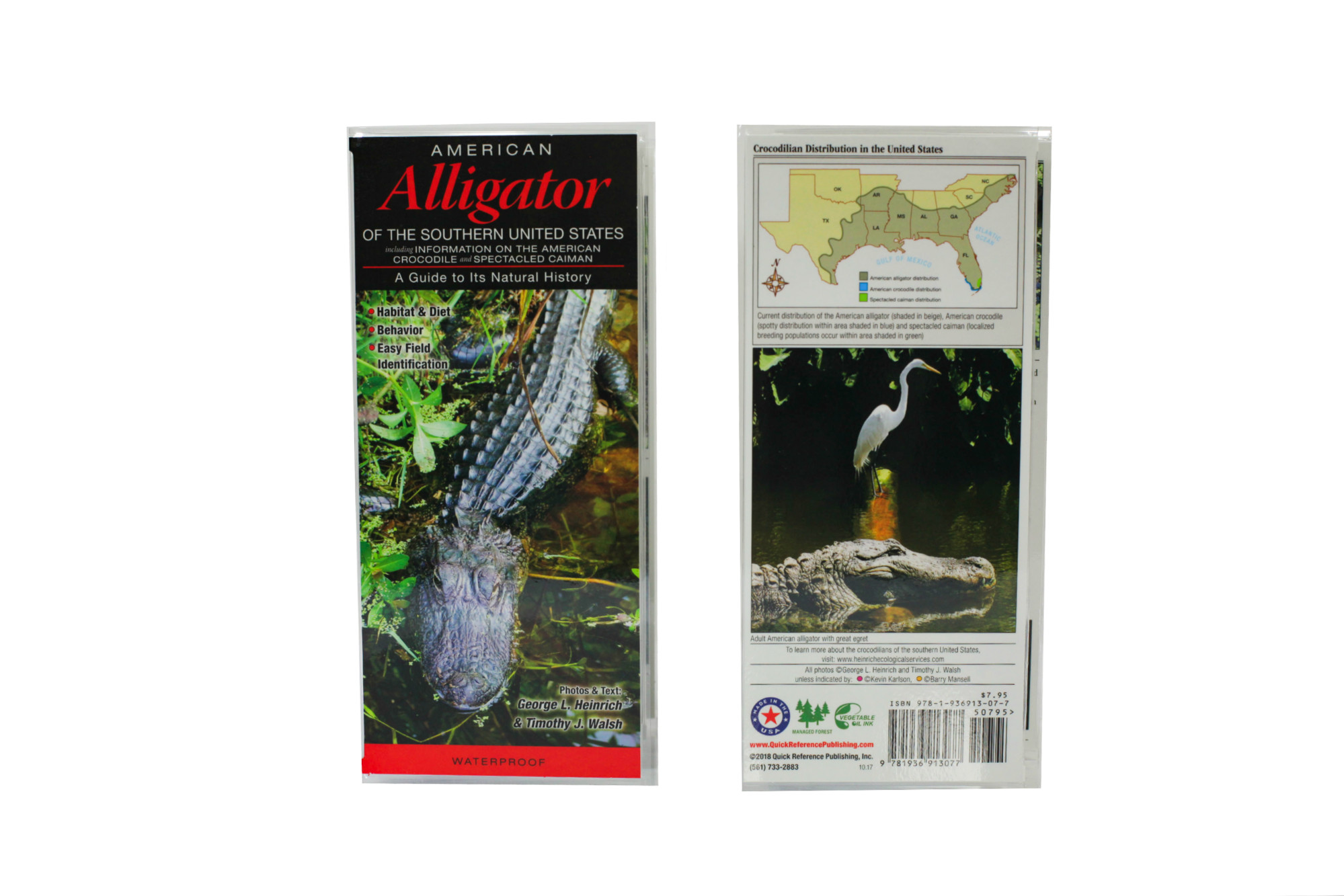 Wp- American Alligator