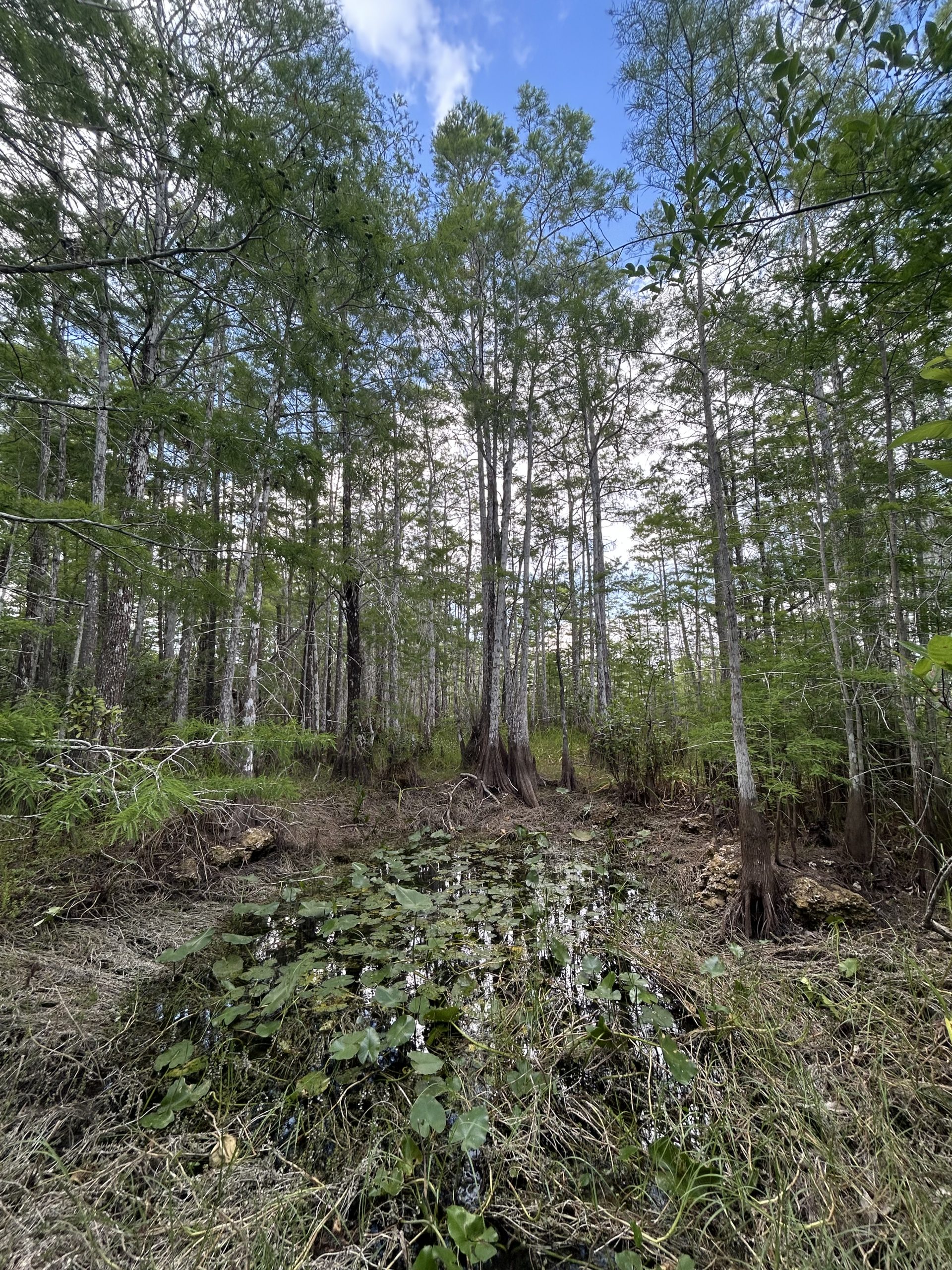 Severe drought conditions in the Everglades