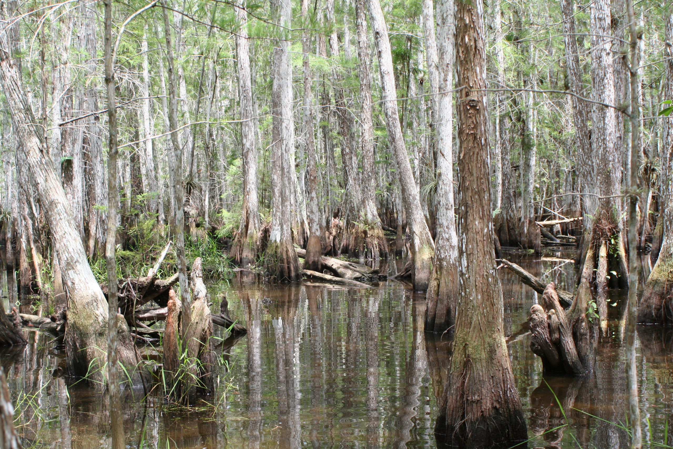 Summer in the Cypress Dome